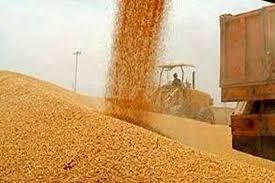 واردات گندم به صفر رسید