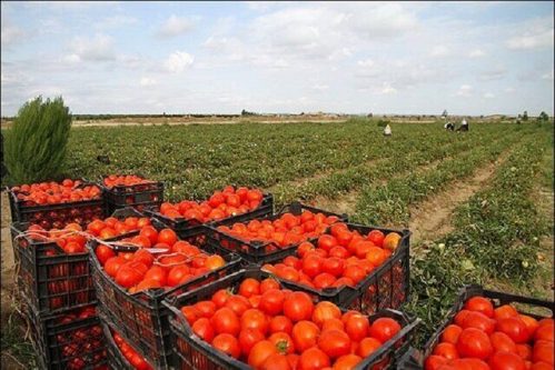 تغییر سقف قیمت گوجه فرنگی طی روزهای آینده